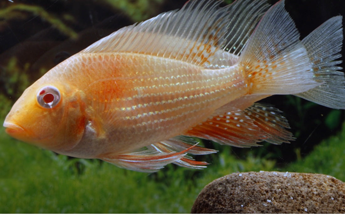 Acarichthys heckelii ‘albino’ ALBINO THREADFIN ACARA Tsunami Aquatics