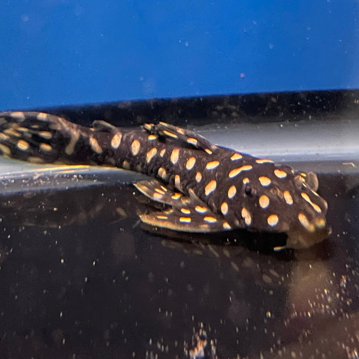 【中古】 Fish / Live In Krakow: Electric L82 Opal Spot Pleco (Scobinancistrus sp) – Tsunami Aquatics