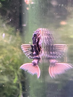 Load image into Gallery viewer, L600 Leopard Cactus Pleco (Pseudacanthicus leopardus)
