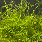Load image into Gallery viewer, Vesicularia Dubyana “JAVA MOSS” Portion
