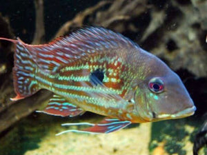 Geophagus winemilleri