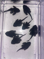Load image into Gallery viewer, L239 Blue Panaque (Baryancistrus beggini)
