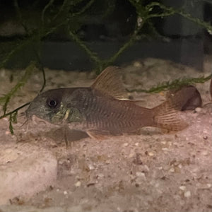 Corydoras Concolor