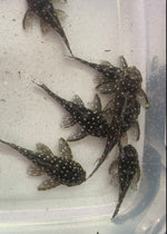 Load image into Gallery viewer, L201 Snowball Pleco or Orinoco Angel (Hypancistrus sp)
