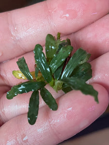 Bucephalandra Catherineae Silver