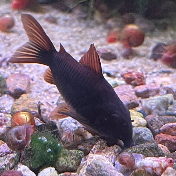 All Freshwater Fish – Tsunami Aquatics