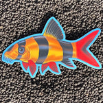 Load image into Gallery viewer, Clown Loach Sticker

