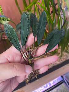 Bucephalandra Deep Purple
