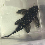 Load image into Gallery viewer, L240 Vampire/Galaxy Pleco (Leporacanthicus cf. galaxias)
