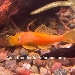 1" Blue Eye Lemon Bristlenose Pleco Shortfin (Ancistrus sp.) Unsexed.