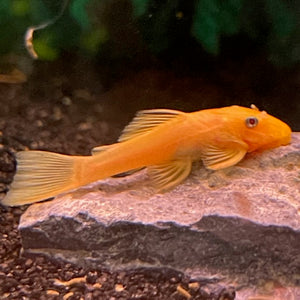 2-3" Blue Eye Lemon Bristlenose Pleco Shortfin (Ancistrus sp.) Unsexed.