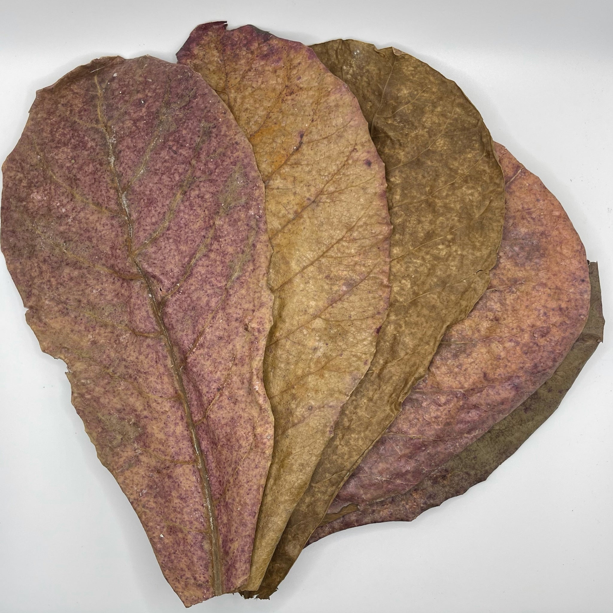 Aquarium Supplies – Tsunami Aquatics