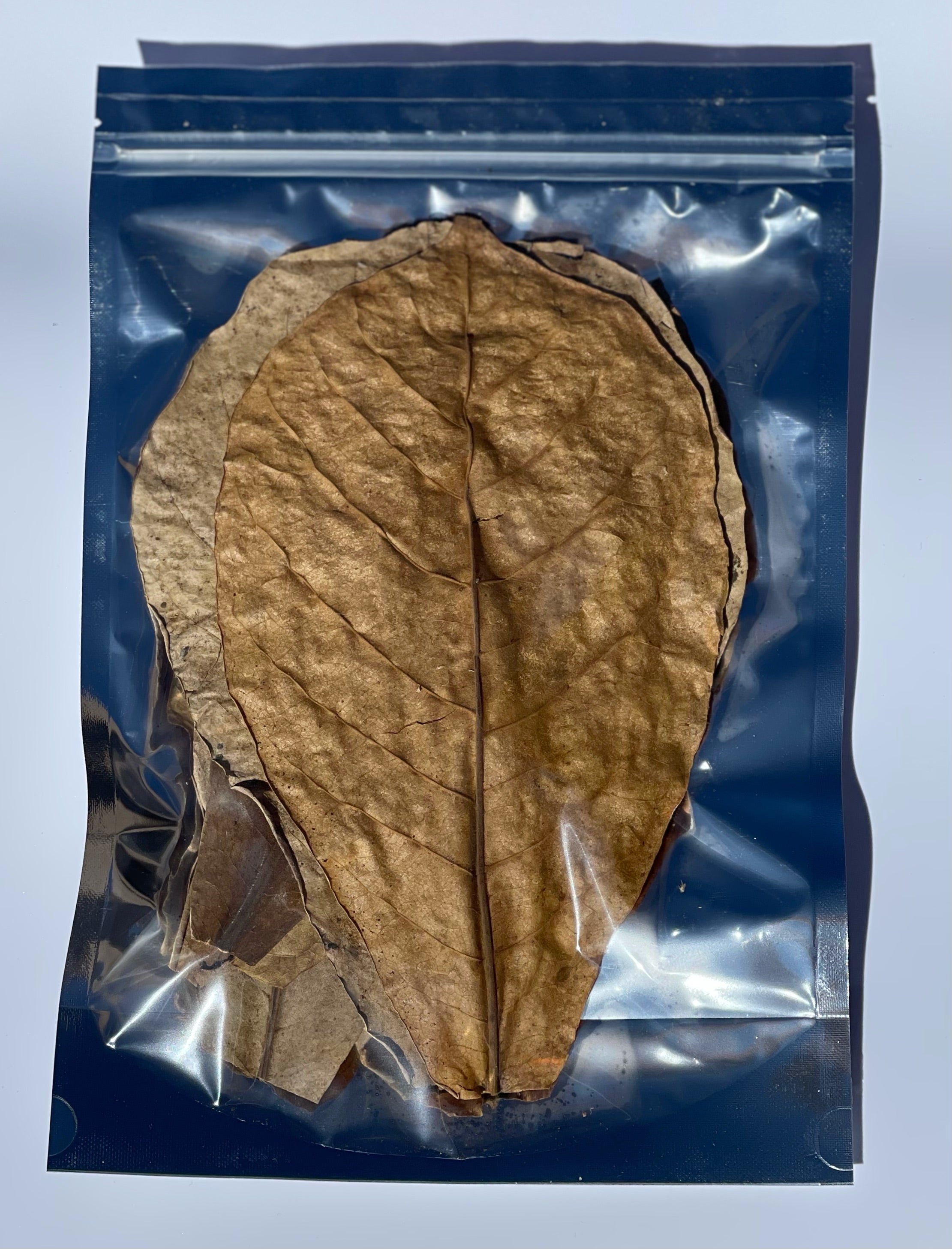 Grade A Indian Almond Leaves (Catappa) 10 pack