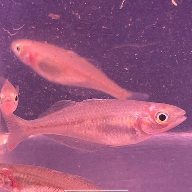 1.0-2.0" Bleheri Rainbowfish (Chilatherina bleheri). Unsexed.