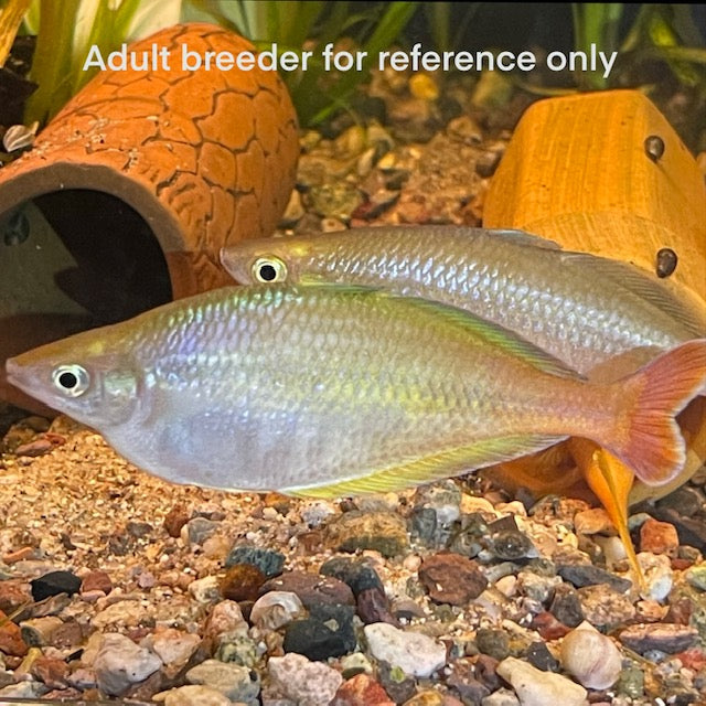 1.0-2.0" Bleheri Rainbowfish (Chilatherina bleheri). Unsexed.