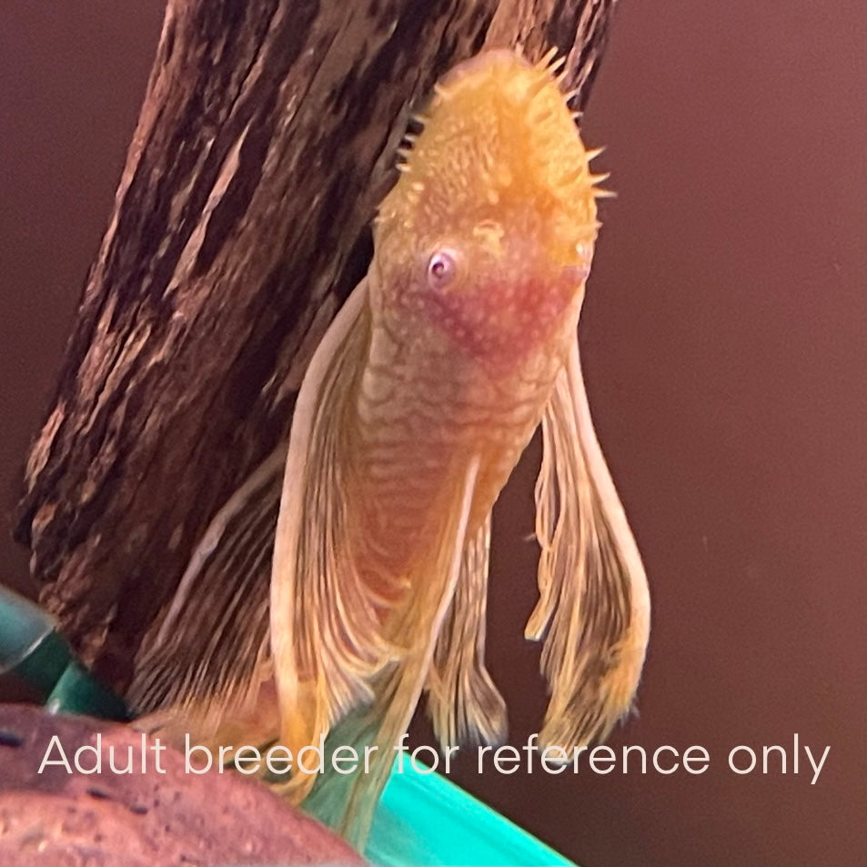 2+" Albino Bristlenose Pleco Longfin (Ancistrus Sp.) Unsexed.