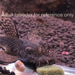 Load image into Gallery viewer, Chocolate Bristlenose Pleco Longfin (Ancistrus sp.) Unsexed.
