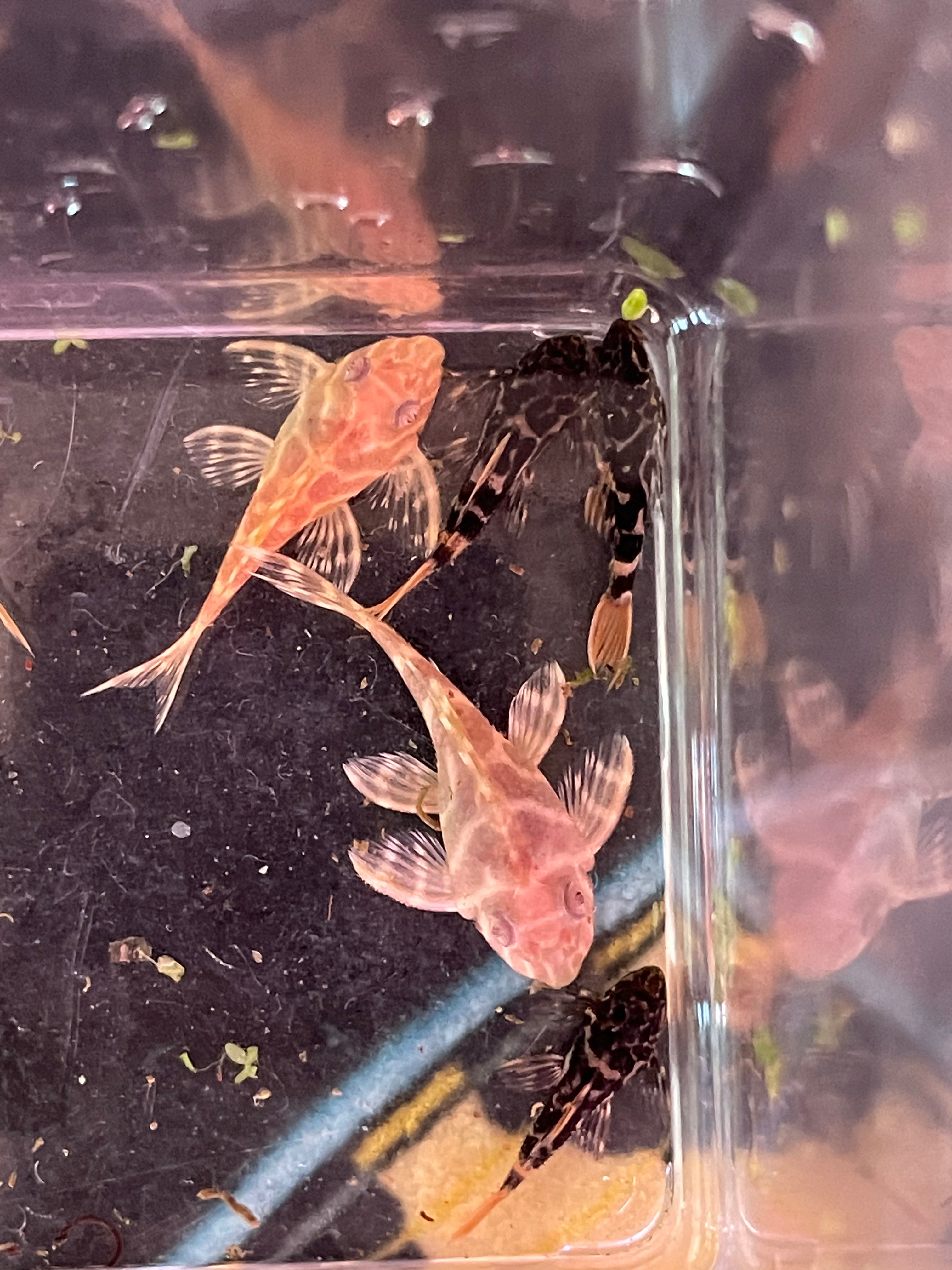 L333 Albino King Tiger – Tsunami Aquatics L333 Albino King Tiger – Tsunami Aquatics