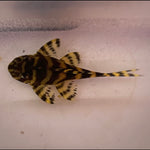 Load image into Gallery viewer, L333 Yellow King Tiger Pleco
