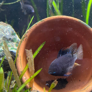 Black Ram