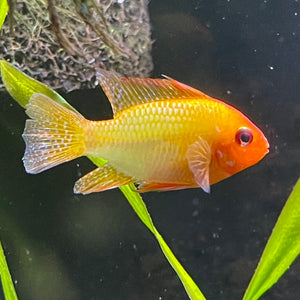 Gold Ram