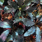 Load image into Gallery viewer, Bucephalandra Black Venty
