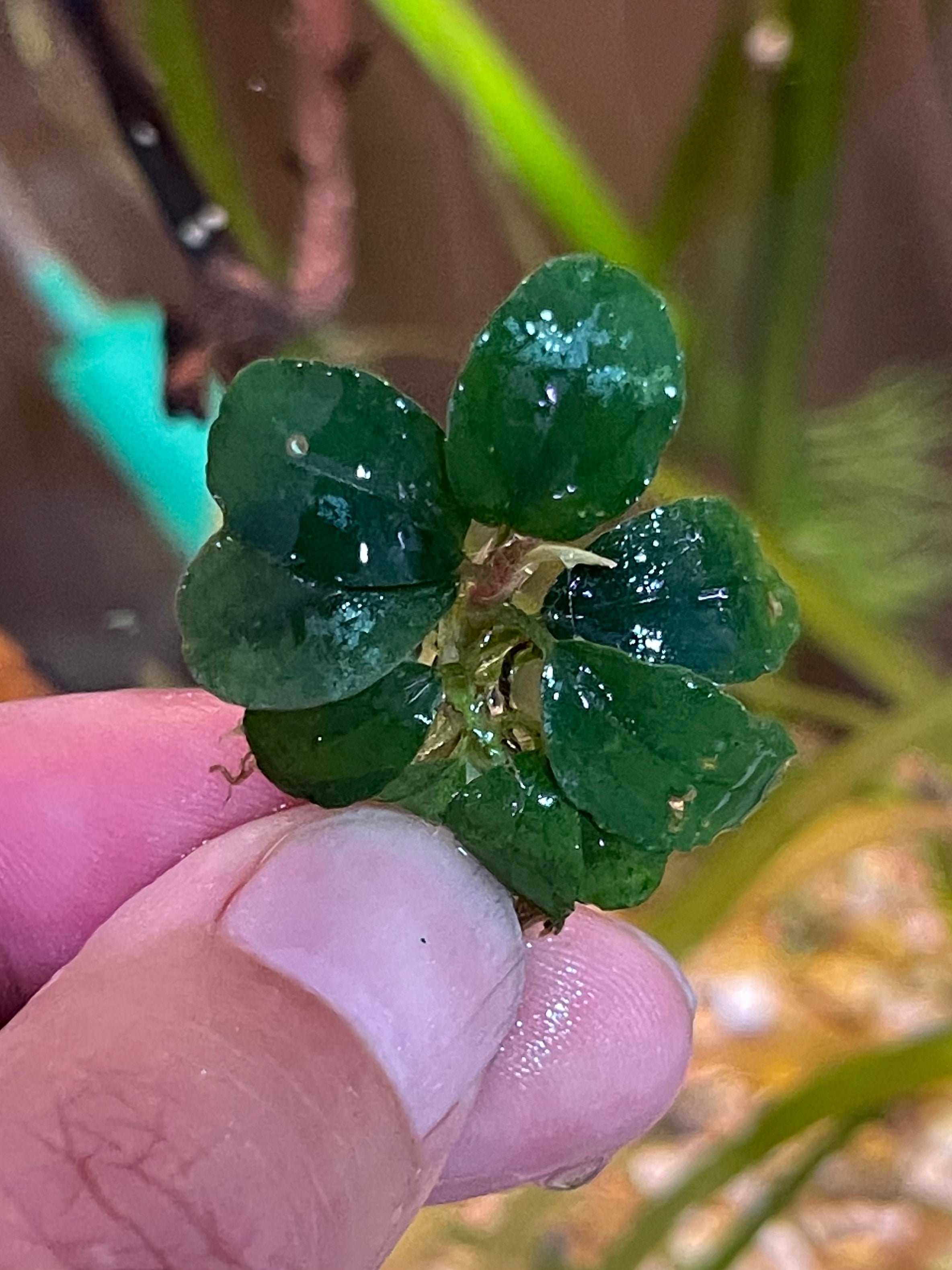 Bucephalandra Brownie Blue 2011