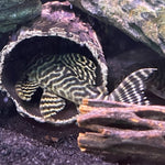 Load image into Gallery viewer, L333 Yellow King Tiger Pleco
