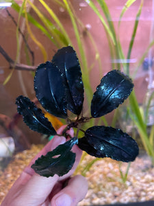 Bucephalandra Black Venty